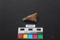 魚骨藏品圖，第1張