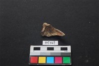 魚骨藏品圖，第2張