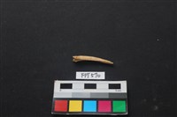 魚骨藏品圖，第1張