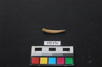 魚骨藏品圖，第2張