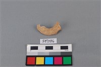 鯊魚骨藏品圖，第1張