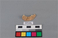 鯊魚骨藏品圖，第2張