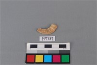 鯊魚骨藏品圖，第2張
