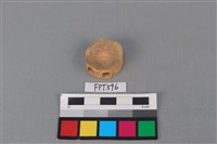 鯊魚骨藏品圖，第2張