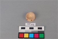 鯊魚骨藏品圖，第2張