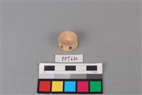 鯊魚骨藏品圖，第1張