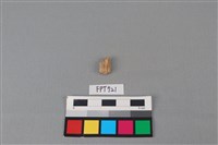 鹿骨藏品圖，第2張
