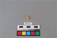 鹿骨藏品圖，第2張