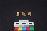 鹿骨藏品圖，第1張