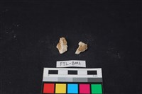 獸骨藏品圖，第2張