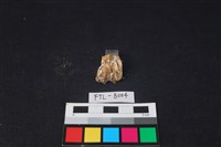 鹿骨藏品圖，第2張