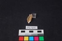 獸骨藏品圖，第2張