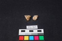 獸骨藏品圖，第2張