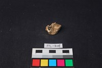 獸骨藏品圖，第1張