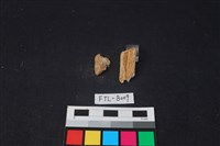 獸骨藏品圖，第1張