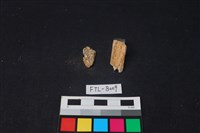 獸骨藏品圖，第2張