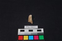 獸骨藏品圖，第1張