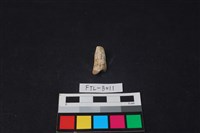 獸骨藏品圖，第2張