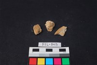 獸骨藏品圖，第2張