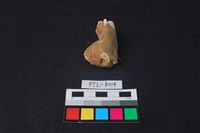 獸骨藏品圖，第1張