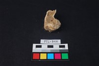 獸骨藏品圖，第2張