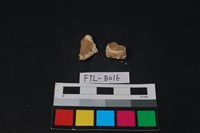 獸骨藏品圖，第2張