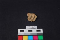 獸骨藏品圖，第1張