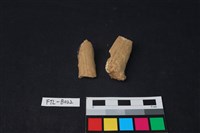 獸骨藏品圖，第1張