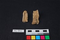 獸骨藏品圖，第2張