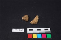 獸骨藏品圖，第2張