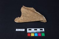 鹿骨藏品圖，第2張