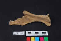 鹿骨藏品圖，第1張