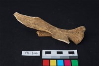 鹿骨藏品圖，第2張