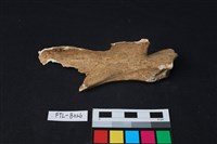 鹿骨藏品圖，第3張