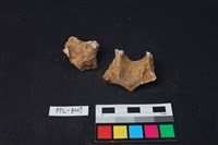 獸骨藏品圖，第2張