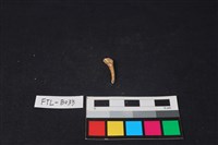 鹿骨藏品圖，第2張