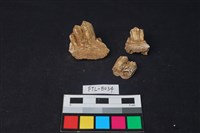 鹿骨藏品圖，第1張