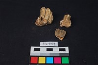 鹿骨藏品圖，第2張