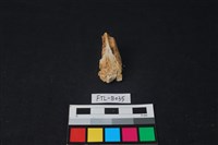 獸骨藏品圖，第1張