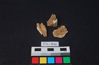 獸骨藏品圖，第1張