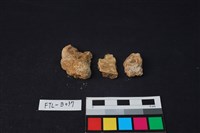 獸骨藏品圖，第2張