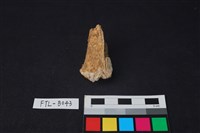 獸骨藏品圖，第1張