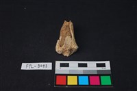 獸骨藏品圖，第2張