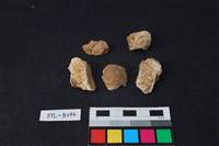 獸骨藏品圖，第1張