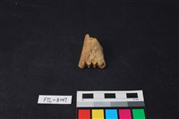 獸骨藏品圖，第1張