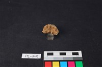 獸骨藏品圖，第3張