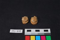 獸骨藏品圖，第1張