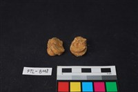 獸骨藏品圖，第2張