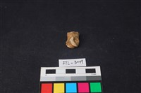 獸骨藏品圖，第1張