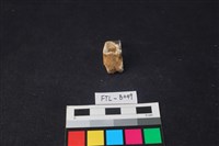 獸骨藏品圖，第3張